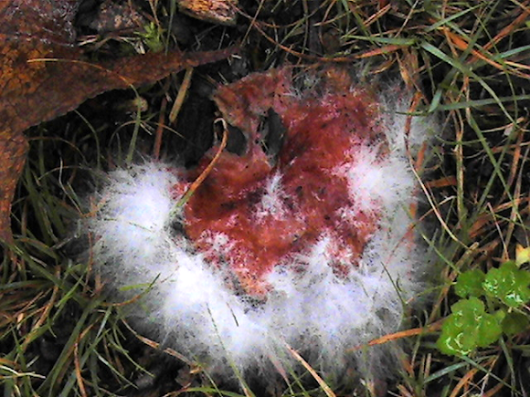 Spotting Image 1