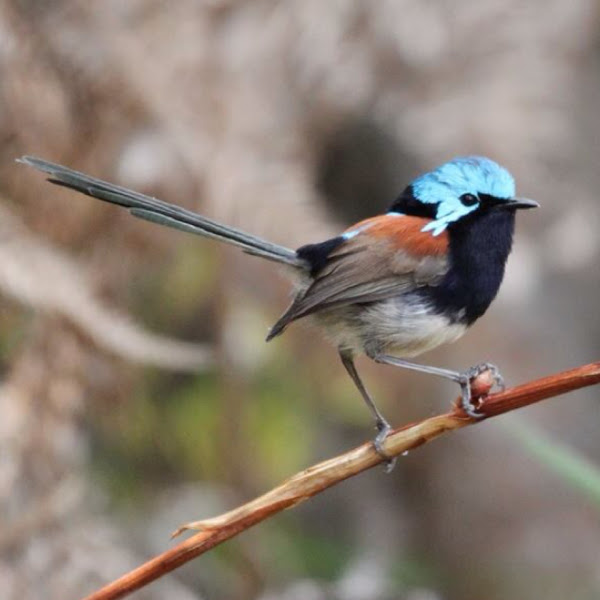 Redwinged Fairy Wren Project Noah