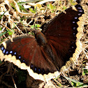 Mourning Cloak Butterfly