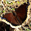 Mourning Cloak Butterfly