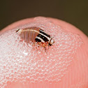 Spittlebug (nymph)