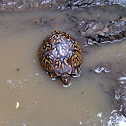 Eastern Box Turtle