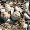 Common Tern nest
