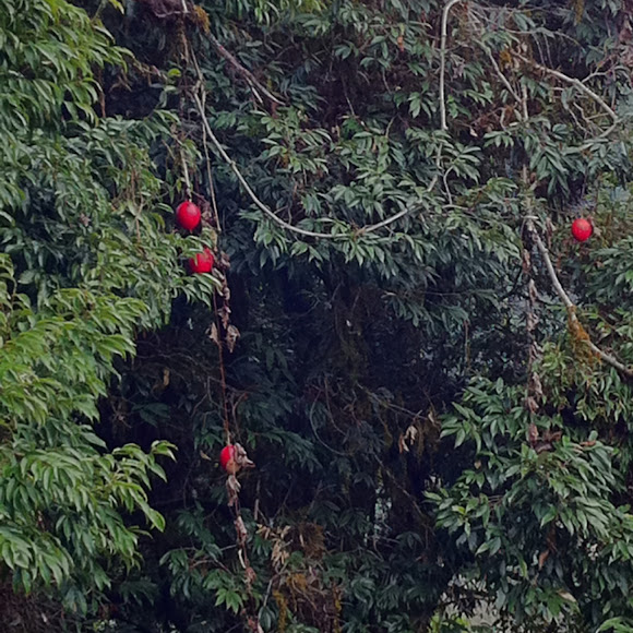 Spotting Image 1