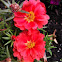 Moss-rose Purslane