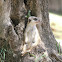Suricata