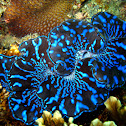 Giant Clam