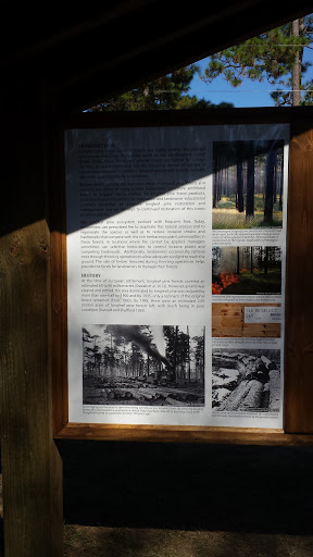Forestry's History With the Longleaf Pine