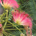 Mimosa Tree