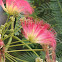 Mimosa Tree