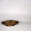 moth