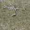 White-bellied Bustard