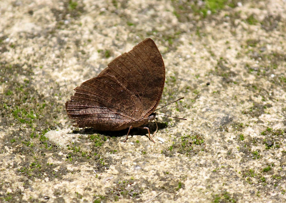 Spotting Image 1