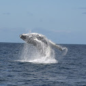 Humpback whale