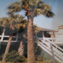 Palmetto