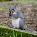 Western Grey Squirrel