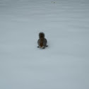 Grey Squirrel