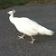 Albino peacock