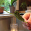 Black swallowtail (larva)