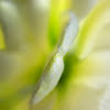 Spring Flowerscape