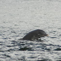 Common Bottlenose Dolphin