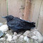 Northwestern Crow
