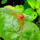 Ground Crab Spider