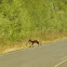 Coyote