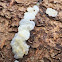 Tremella globispora