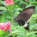 Common Mormon (male)