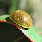 Tortoise leaf beetle