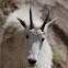 Mountain Goat