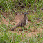 Squatter Pigeon