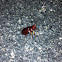 Reddish-brown stag beetle (male)