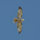 Red-Tailed Hawk