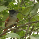 स्वर्गीय नर्तक Asian Paradise Flycatcher