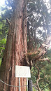 県指定天然記念物 鳴尾の熊野神社大スギ