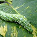 HawkMoth Caterpillar