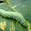 HawkMoth Caterpillar