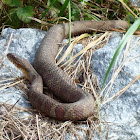 Northern Water Snake