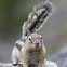 Least Chipmunk