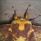 Imperial Moth