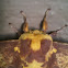 Imperial Moth