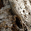 western fence lizard