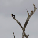 Long-tailed Paradise Wydah