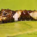 Giant Swallowtail Caterpillar