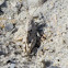 Grasshopper