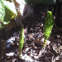 Horsetail
