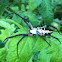Garden Spider