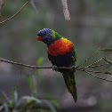Rainbow Lorikeet